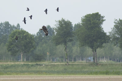 Steppearend / Steppe Eagle