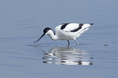 Kluut / Pied Avocet