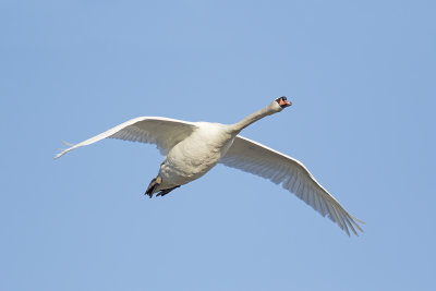 Knobbelzwaan / Mute Swan