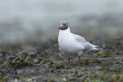 Kokmeeuw / Black-headed Gull