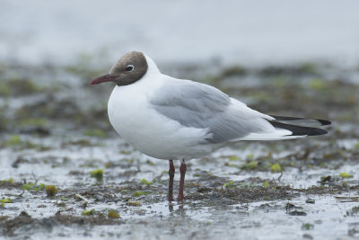 Kokmeeuw / Black-headed Gull