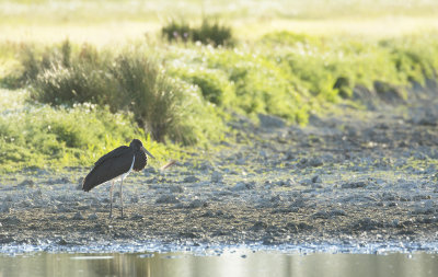 Zwarte Ooievaar / Black Stork