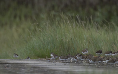 Amerikaanse Oeverloper / Spotted Sandpiper