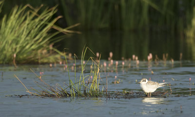 Witwangstern / Whiskered Tern