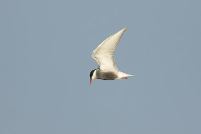 Witwangstern / Whiskered Tern