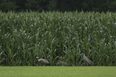 Kraanvogel / Common Crane
