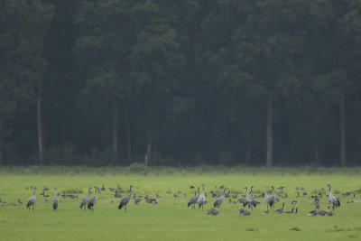 Kraanvogel / Common Crane