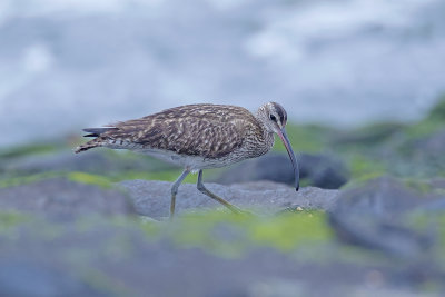 Regenwulp / Whimbrel