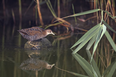 Kleinst Waterhoen / Baillon's Crake