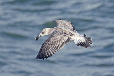 Pontische Meeuw / Caspian Gull