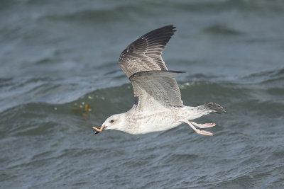 Pontische Meeuw / Caspian Gull