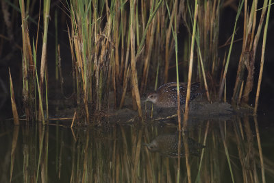 Kleinst Waterhoen / Baillon's Crake