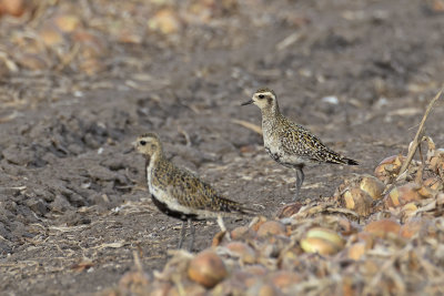 Aziatische Goudplevier / Pacific Golden Plover