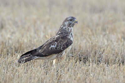 Buizerd / Common Buzzard