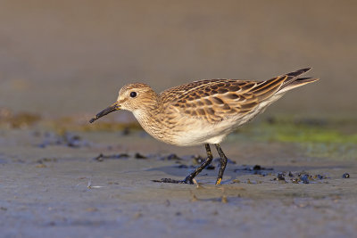 Gestreepte Strandloper / Pectoral Sandpiper