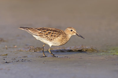 Gestreepte Strandloper / Pectoral Sandpiper