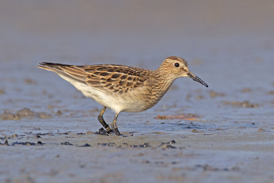 Gestreepte Strandloper / Pectoral Sandpiper