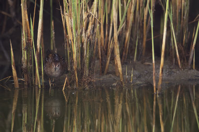 Kleinst Waterhoen / Baillon's Crake