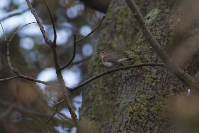 Kleine Vliegenvanger / Red-breasted Flycatcher