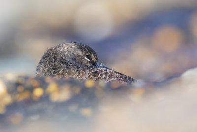 Paarse Strandloper / Purple Sandpiper