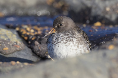 Paarse Strandloper / Purple Sandpiper