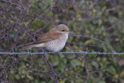 Grauwe Klauwier / Red-backed Shrike