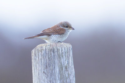 Grauwe Klauwier / Red-backed Shrike