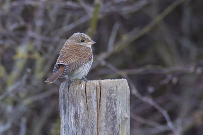 Grauwe Klauwier / Red-backed Shrike