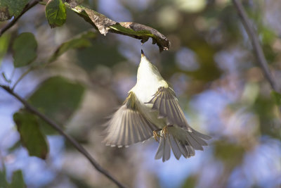 Bladkoning / Yellow-browed Warbler