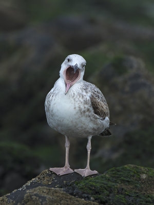 Pontische Meeuw / Caspian Gull