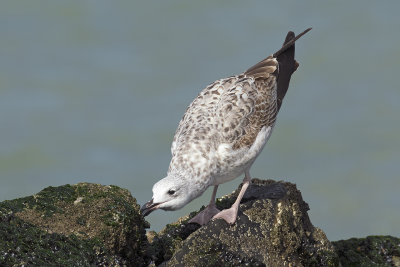 Pontische Meeuw / Caspian Gull