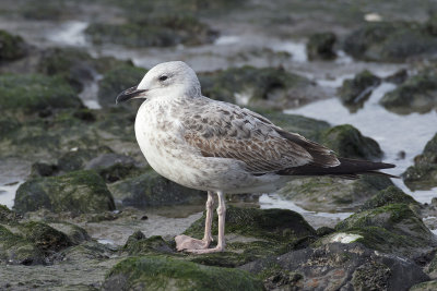 Pontische Meeuw / Caspian Gull