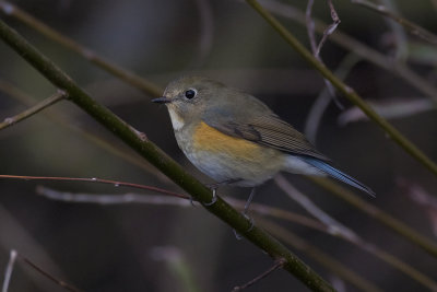 Blauwstaart / Red-flanked Bluetail