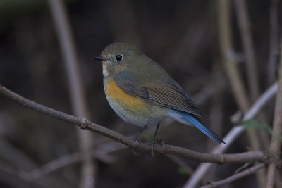 Blauwstaart / Red-flanked Bluetail
