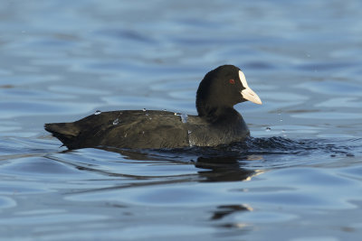 Meerkoet / Eurasian Coot