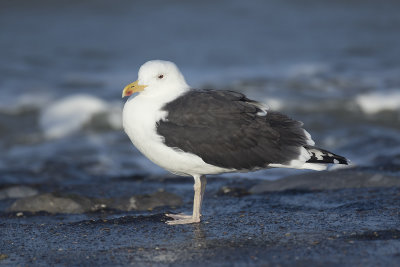 Grote Mantelmeeuw / Great Black-backed Gull
