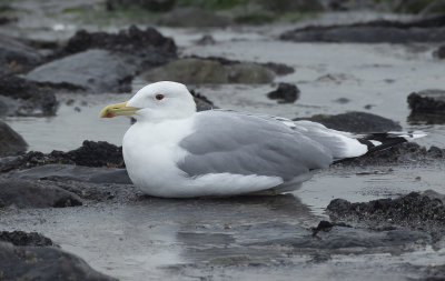 Pontische Meeuw / Caspian Gull