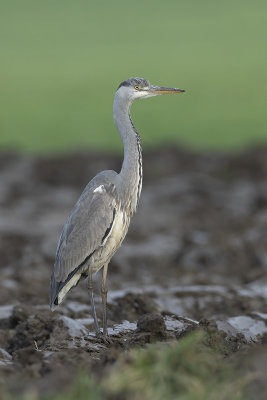 Blauwe Reiger / Grey Heron