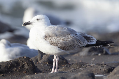 Pontische Meeuw / Caspian Gull