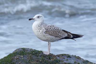 Pontische Meeuw / Caspian Gull