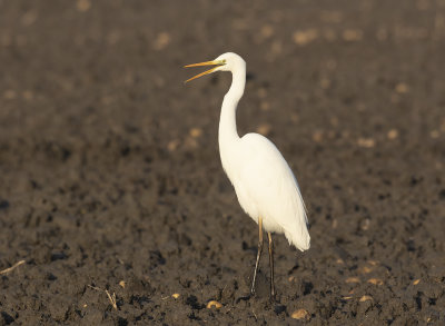 Grote Zilverreiger / Great White Egret