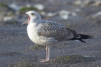 Geelpootmeeuw / Yellow-legged Gull