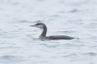 Parelduiker / Black-throated Diver