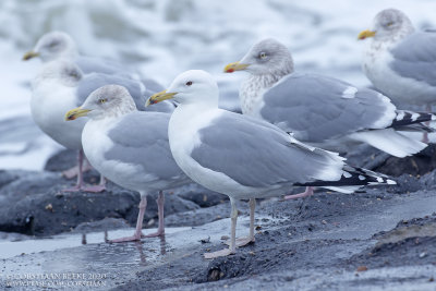 Pontische Meeuw / Caspian Gull