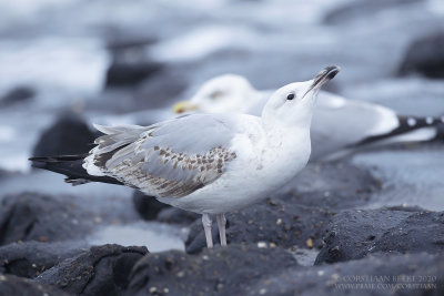 Pontische Meeuw / Caspian Gull