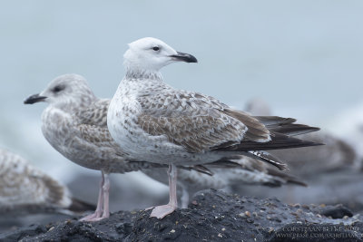 Pontische Meeuw / Caspian Gull