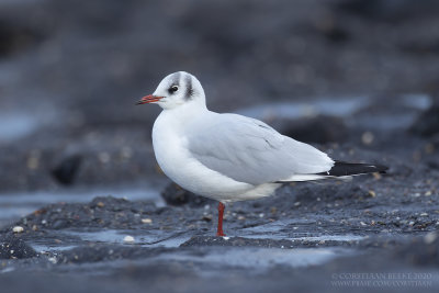 Kokmeeuw / Black-headed Gull