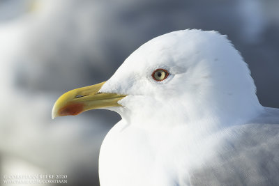Geelpootmeeuw / Yellow-legged Gull