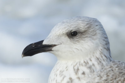 Geelpootmeeuw / Yellow-legged Gull