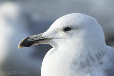 Pontische Meeuw / Caspian Gull